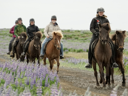 Iceland Horse Riding Tour 
